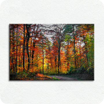 Bild zu Leinwandbild Herbstwald