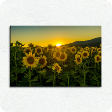 Bild zu Leinwandbild Sonnenblumen