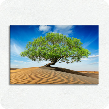 Bild zu Leinwandbild Wüstenbaum