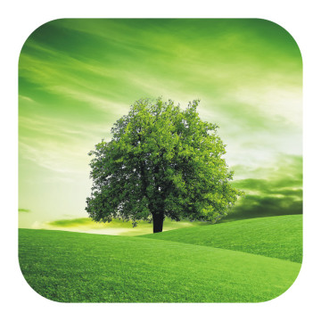 Bild zu Anti Rutsch Sticker grüner Baum