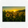 Leinwandbild Sonnenblumen - Bild 1