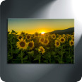 Leinwandbild Sonnenblumen - Bild 3