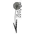 Wandtattoo Pusteblume 2 - Bild 3