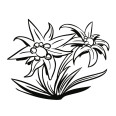 Wandtattoo Edelweiss - Bild 3